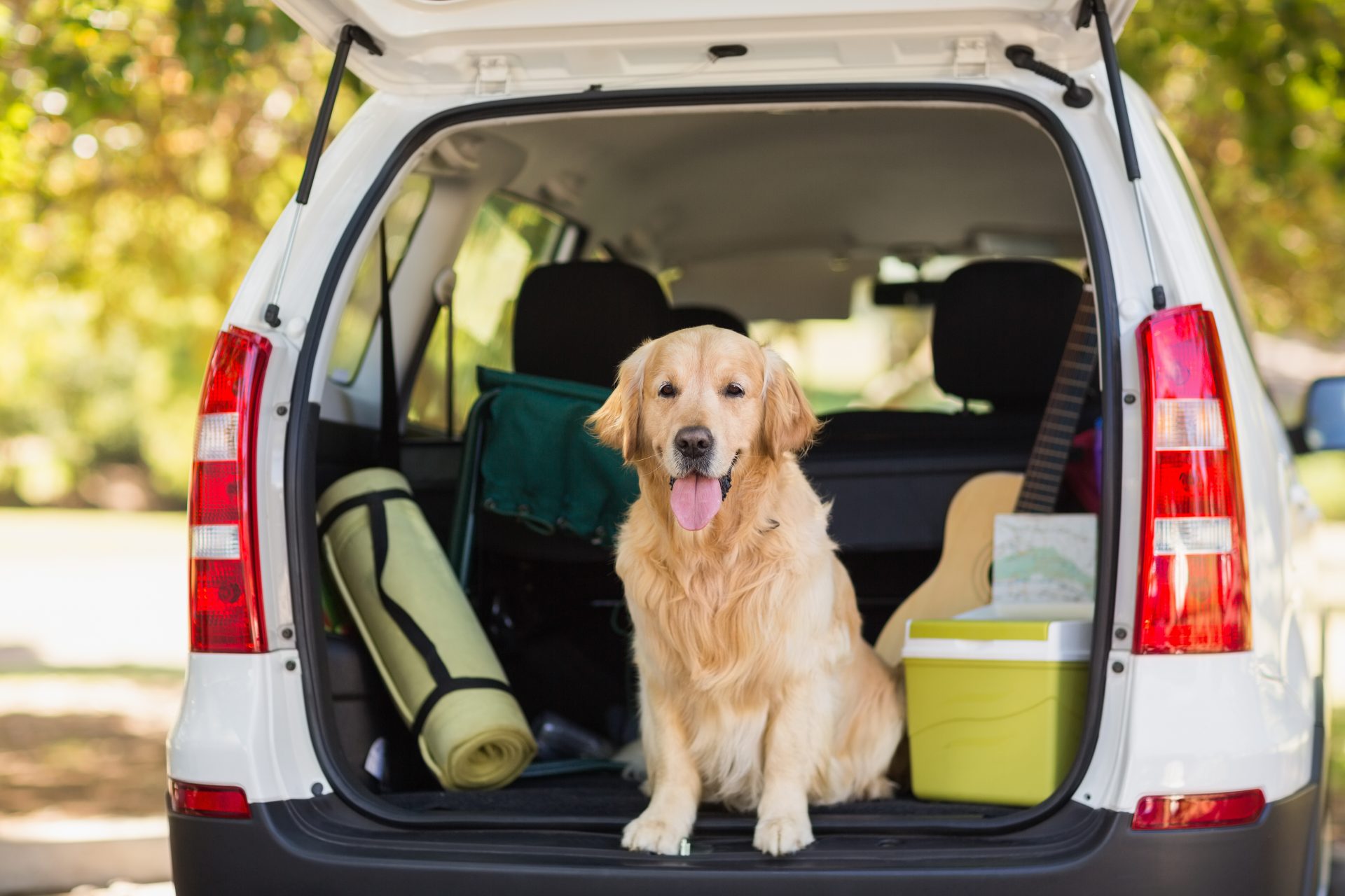 dog grooming Baltimore - Woofs & Wags